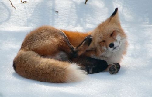 wolverxne:Photographer Tim Carter captured these adorable images of this Red Fox playing, stretching and sleeping in the snow. 