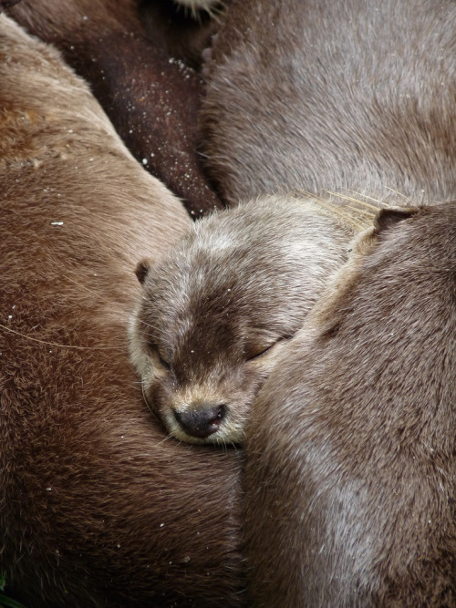 funkysafari:River otters nappingby mickeyvdo