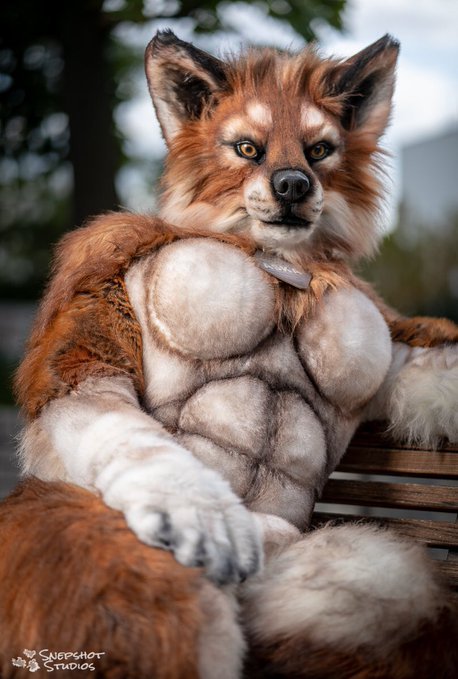 Sex fursuitpursuits:RT @aska_wolfess: It’s pictures