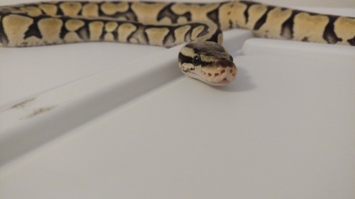 blurrysnakescales: She’s watching you