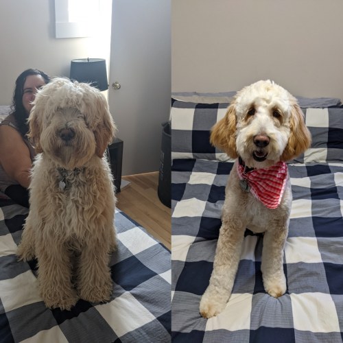 Indy before and after his first trip to the groomer in 4 months