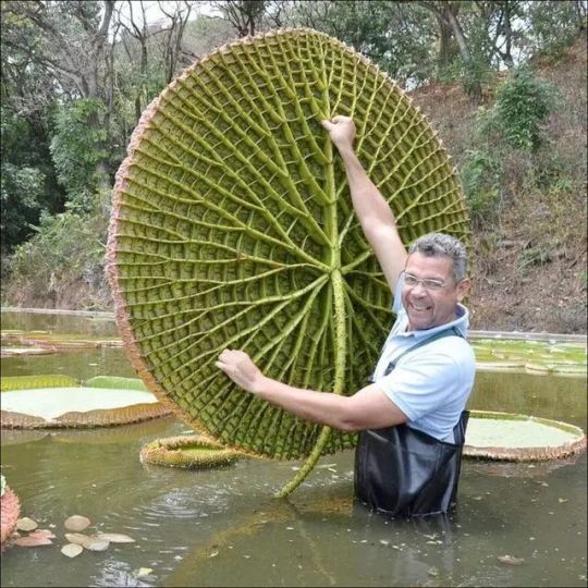grimeygruel:cronepunk:The underside of a lily pad. Image courtesy The Fabulous Weird