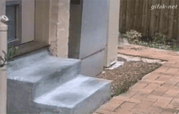Animated Gifs