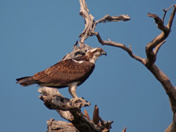 aaronyeatman:  Osprey by Jaideep Padhye on Flickr.Via Flickr: New River, Crooked Tree Wildlife Sancutary, Belize