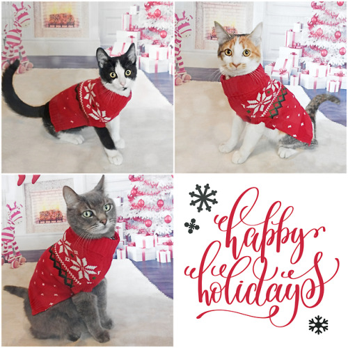 mintyliciousbjd:Happy December, folks! ❄️My cats wanted to wish you all a meowy holiday season! This