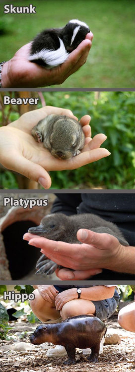 srsfunny:  Any Baby Animal Is Cutehttp://srsfunny.tumblr.com/ 
