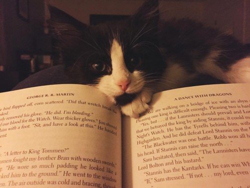 penguinrandomhouse:catsbeaversandducks:Cats Who Have No Intention Of Letting You Read Your Book&