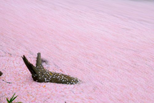 Sakura blossoms floating in rivers, shot in Tenri (Nara prefecture) by @v0_0v______mkFloating petals