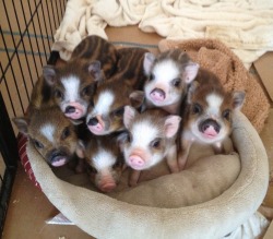 lolcuteanimals:  Mini pigs in a dog bed.