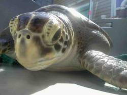 weallheartonedirection:  This turtle, named Jib, is going back to the ocean today after a year and a half in rehab. Good luck, buddy.