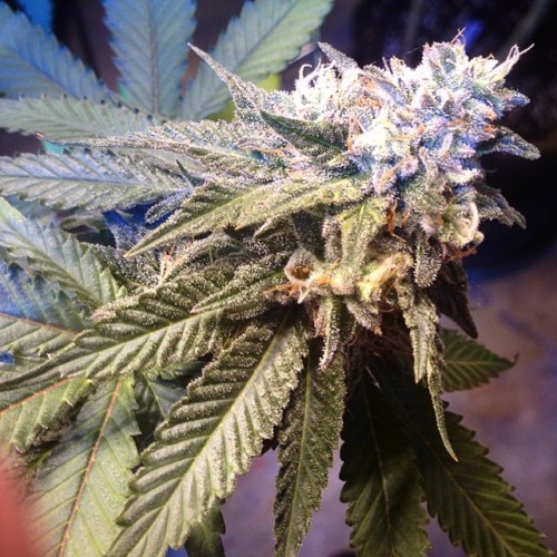 weedporndaily:  Cherry Pie by thisisthatoneguy http://ift.tt/1iKoT9W 