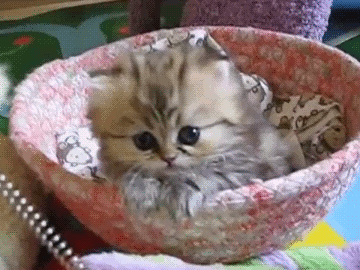 onlycatgifs:  src 