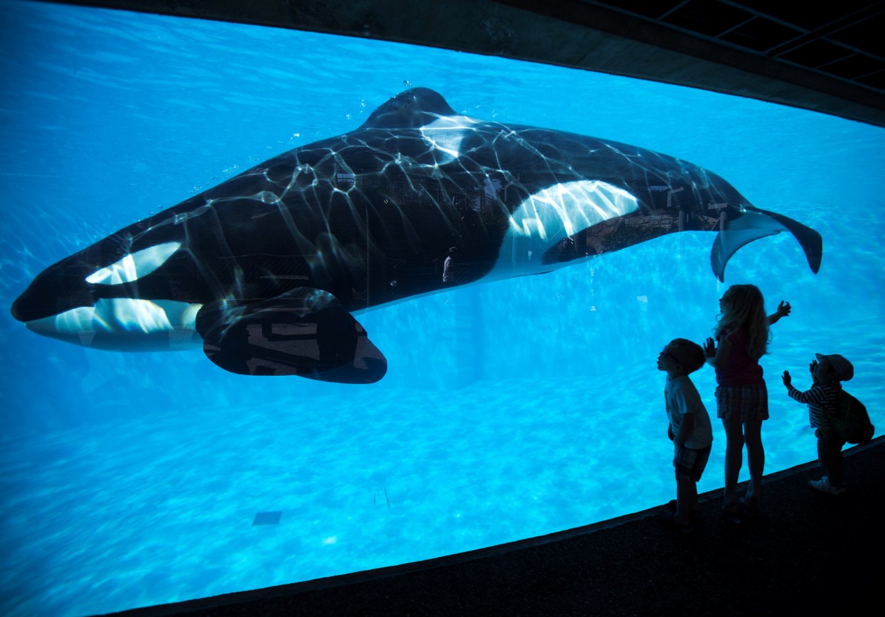 ORCAS: SeaWorld anuncia el final de su programa de cría de orcas tras años de polémica por mantener a los cetáceos en cautividad. La compañía eliminará también los espectáculos con orcas e introducirá “nuevos e inspiradores encuentros naturales” con...