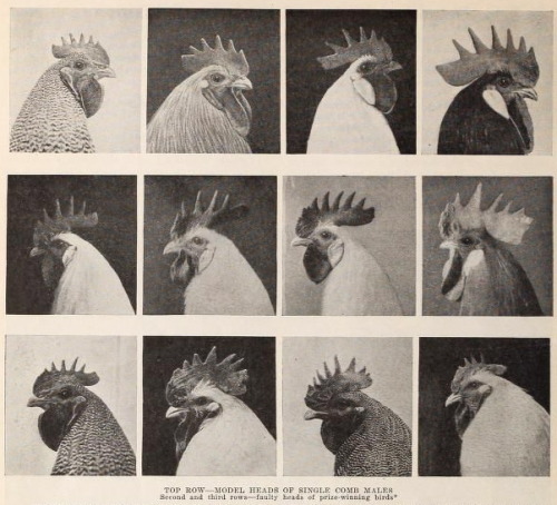 nemfrog:  Show chickens. Top row - Model heads. Second and third rows - Faulty heads. Standard poult