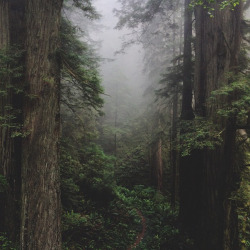 brutalgeneration:  A small trail leads into