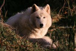 brutalgeneration:  Wolf (Canis lupus) by