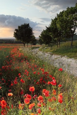 wasbella102:  The poppies in North Yorkshire.