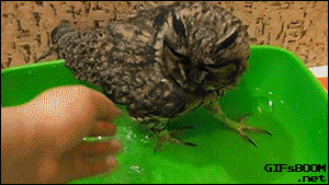 wilwheaton:  bookoisseur:  tastefullyoffensive:  What even are owls.  Ok if I was