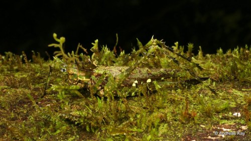 onenicebugperday:Moss-mimic Bugs from EcuadorAll photos by Andreas Kay1. Caterpillar, Saturniidae2. 