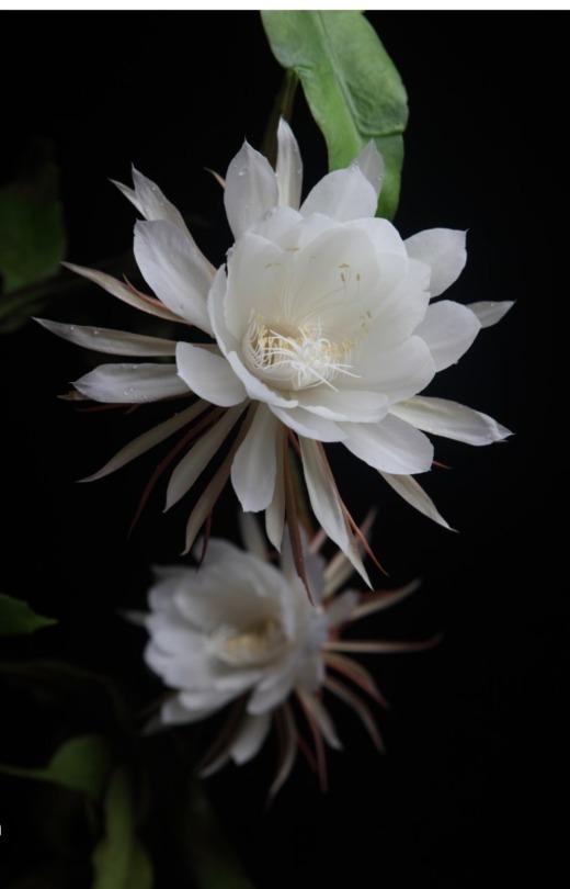 Jellical Cats' Favorite Flowers