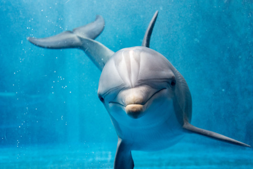 Happy National Dolphin Day!