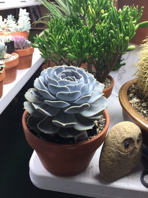 hellyeahsucculents:I don’t know if I ever posted pictures of this one it’s the largest echeveria I o