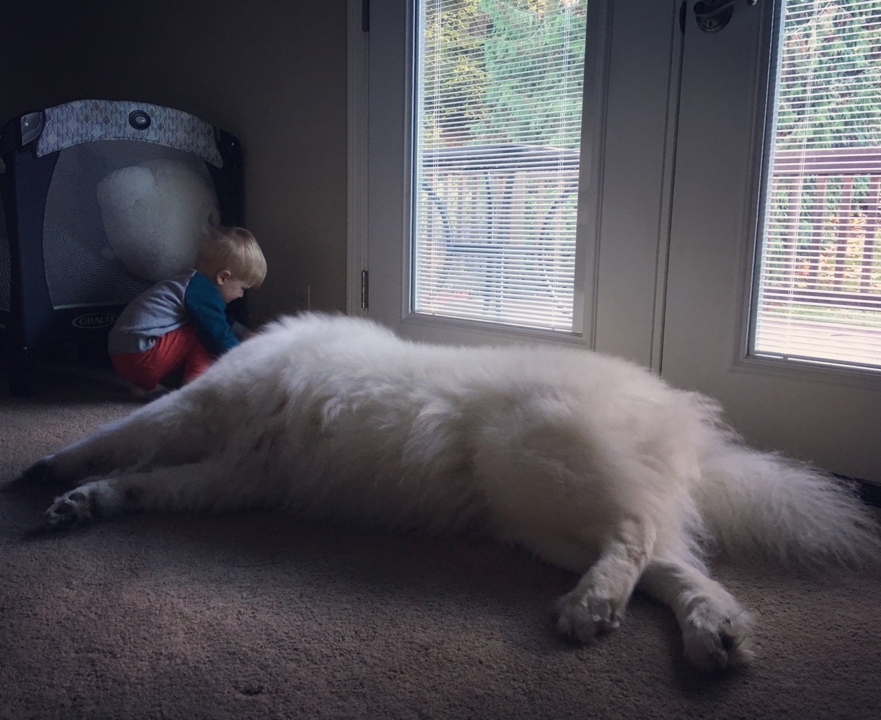 skookumthesamoyed:Hello giant doggy I love you have some head pats 🙂