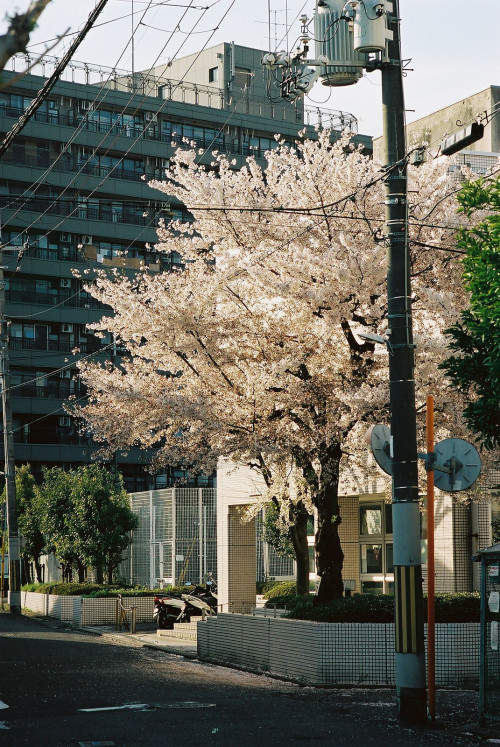 Untitled by zyu10Via Flickr:Nikon FG-20 with Ai-s Nikkor 85mm f/2 / Kodak Portra400 / Kyoto, Japan