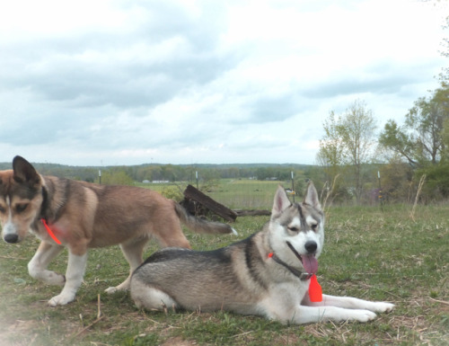 husky mix