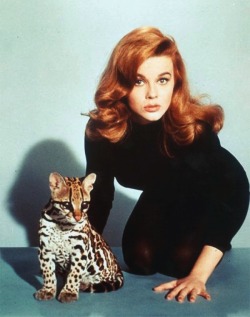 11-15-11:    Ann-Margret in Kitten with a Whip (1964).  