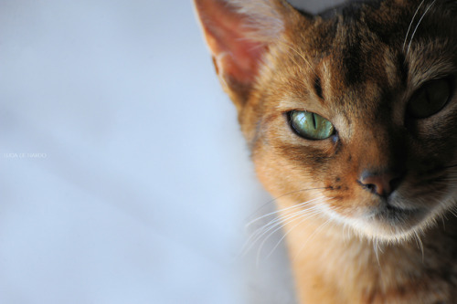 lucadenardophotography:CAT PORTRAITAbyssinian cat (Gatto abissino)