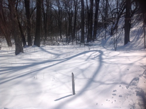 greenbaynaturalist:  Happy St. Patrick’s Day everybody! This month in Green Bay, the snow is m