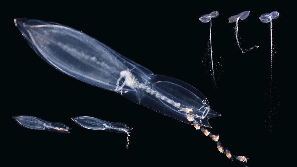 rhamphotheca:  Meet the longest animals on earth:  Get up close to the sea-dwelling
