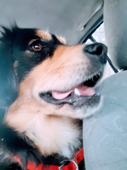 Maya