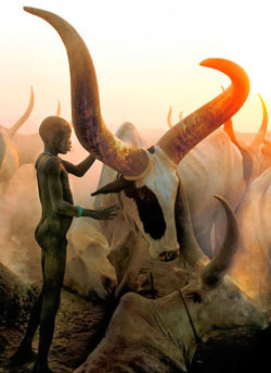  The Dinka People  (Sudan) By  Carol Beckwith And Angela Fisher  