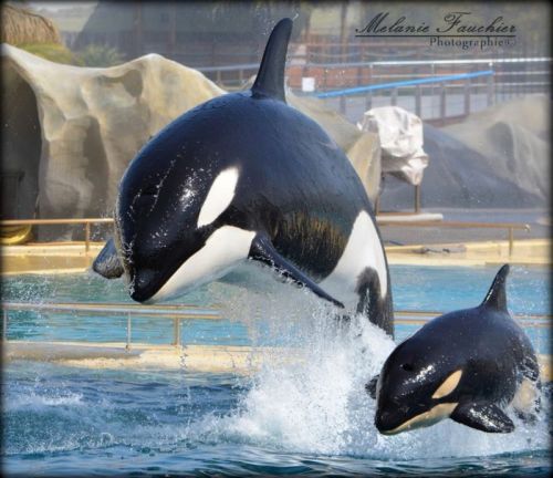 Gender: MalePod: N/APlace of Capture: Born at Marineland Antibes, FranceDate of Capture: Born Novemb