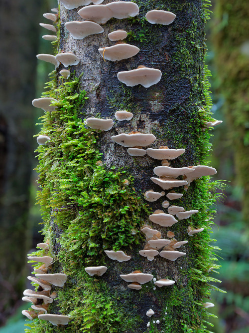 culturenlifestyle:  Steve Axford Captures Strange And Undocumented Australian Fungi  Steve Axford is a photographer on a mission to discover a thread of alien fungi, which has never been captured before. Axford lives in the Northern Rivers of New South