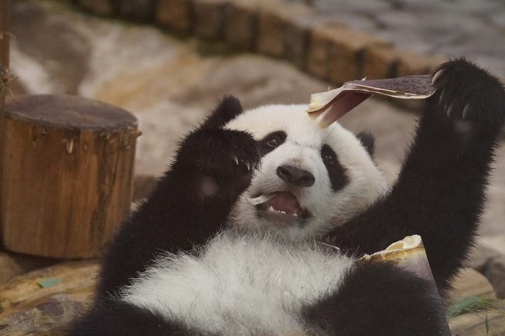giantpandaphotos:  Yuhin at Adventure World in Wakayama, Japan, on May 31, 2013.