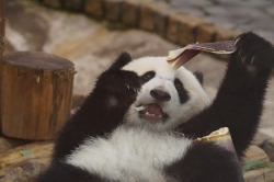 giantpandaphotos:  Yuhin at Adventure World in Wakayama, Japan,