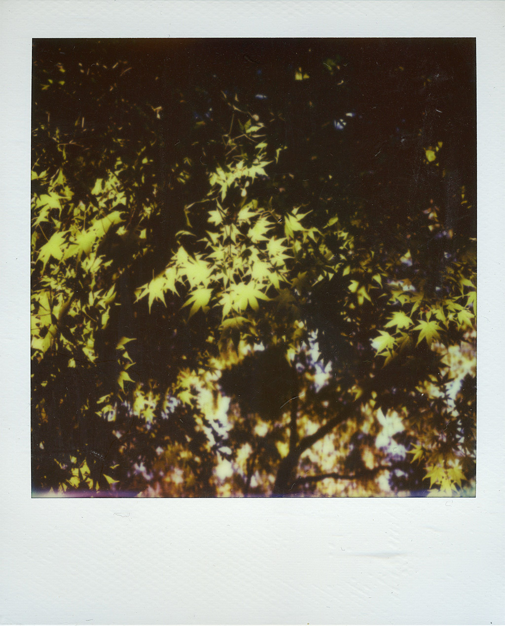 a game of light and shade
Camera: Sx-70
Film: impossible Project Px680