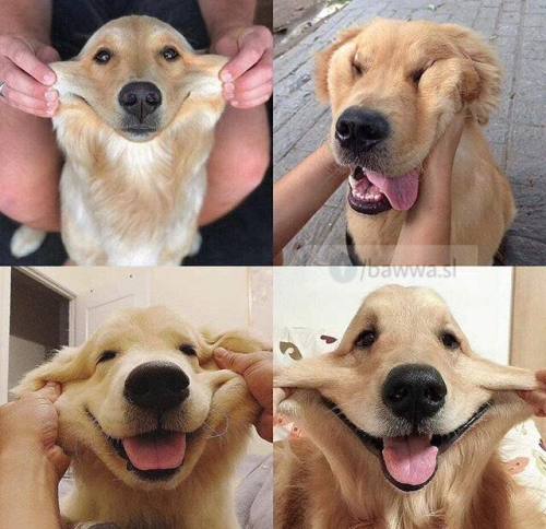 totallydoglife