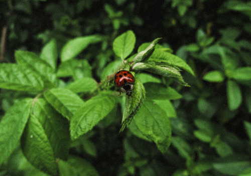 Asian Lady Beetle 