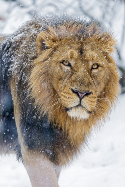 magicalnaturetour:Snowy radja (by Tambako