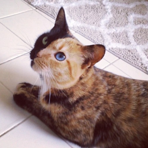 mymodernmet:Venus, an adorable Chimera cat from North Carolina, has a striking two-toned face and di