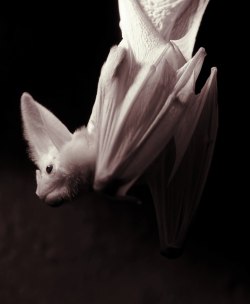 spookyloop:   Ghost bat (Macroderma gigas) by S J Bennett