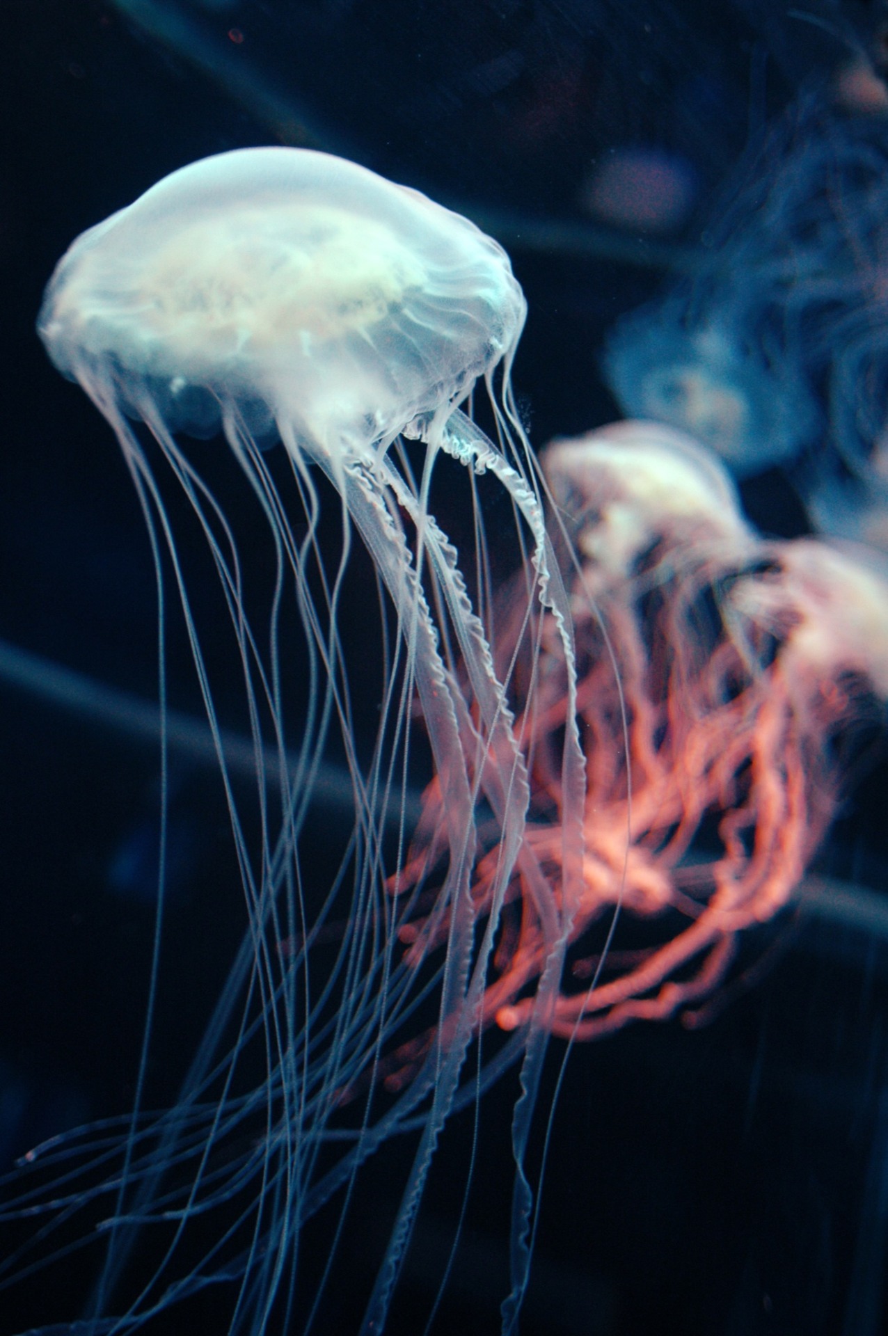 Чем опасны медузы. ТРАХИЛИДЫ медузы. Средневодная медуза. Сцифоидные медузы. Арктическая цианея.