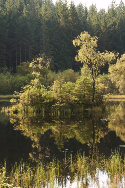 kylebonallo:  Loch Ard forest, by Kyle Bonallo (instagram) 