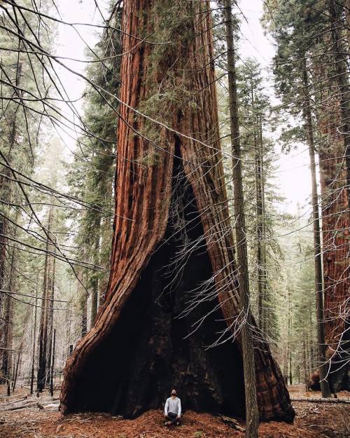 tentree:The heart tree in Sequoia National Park, California. | PC: @tumenatorten trees are planted f