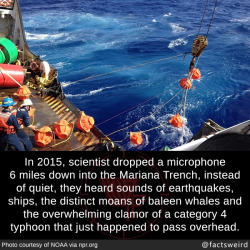 mindblowingfactz:  In 2015, scientist dropped a microphone 6 miles down into the Mariana Trench, instead of quiet, they heard sounds of earthquakes, ships, the distinct moans of baleen whales and the overwhelming clamor of a category 4 typhoon that just