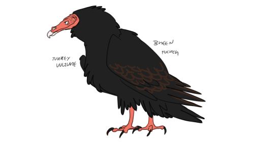 glenny-boy:uh changed some designs for the birds!hl charactersBreen is a turkey vulture because they